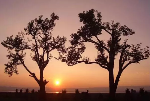 最佳愛(ài)情故事：兩棵樹(shù)