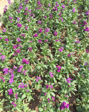 愛她就要讓她快樂