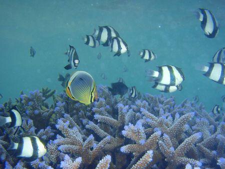 魚和水的愛情故事