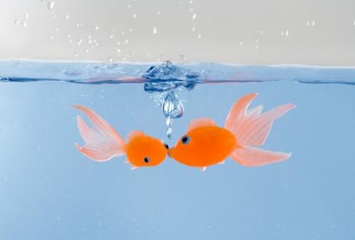 魚和水的愛情故事