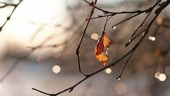 如果愛，欺騙也被原諒