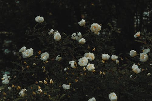 貓的日記范文集合7篇