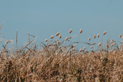 怎樣運用擬人的修辭手法