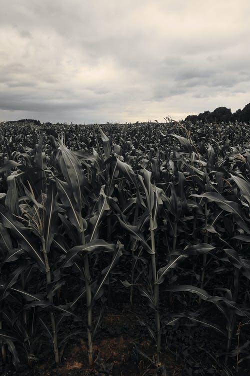 走進新時代贊美詩歌