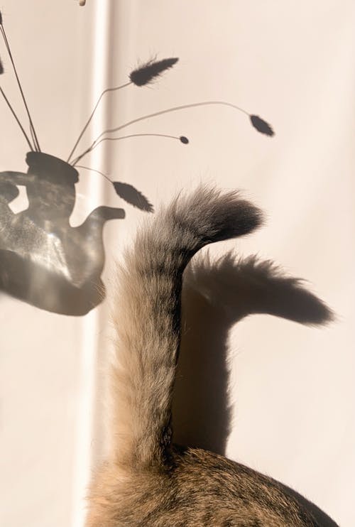 五年級想象作文未來的書包