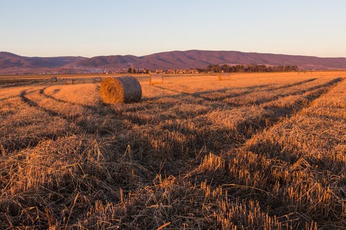 情人節(jié)伴侶甜蜜祝福語