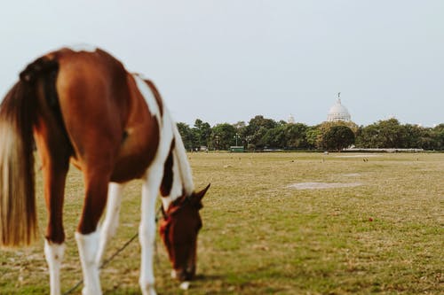 我有萬(wàn)千異火小說by解釋何風(fēng)林青玄無(wú)目錄閱讀