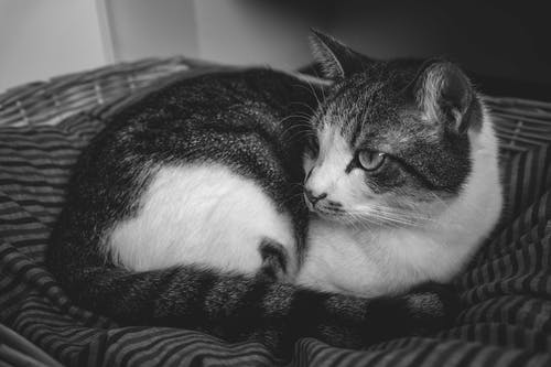 《夜宴左氏莊》賞析及譯文