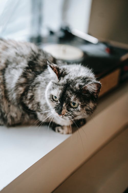 關(guān)于古詩的作文300字錦集6篇