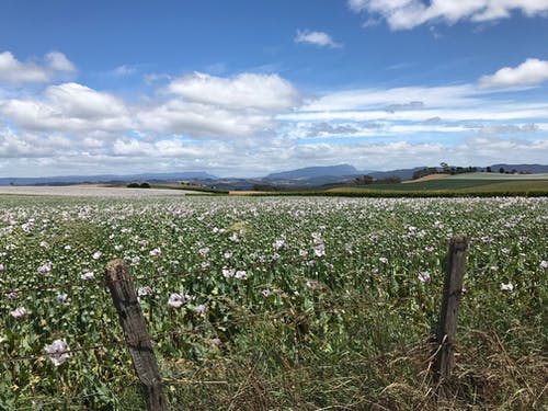 描寫春風(fēng)的詩句