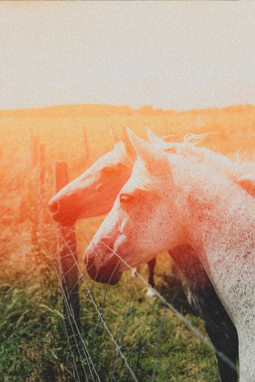 關(guān)于2017元旦英文祝福語