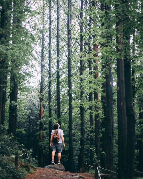 《蟬》原文譯文鑒賞