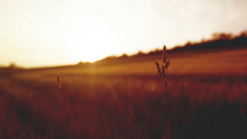 朝天子詠喇叭的全詩(shī)