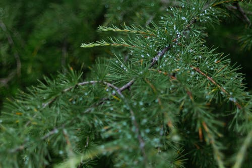 《嘆庭前甘菊花》原文及翻譯賞析 《嘆庭前甘菊花》原文及翻譯賞析