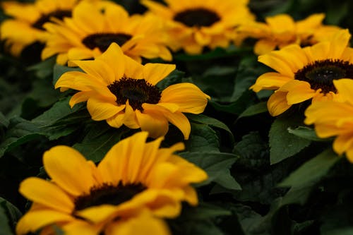 優(yōu)美的清明祝福語(yǔ)短信合集30句