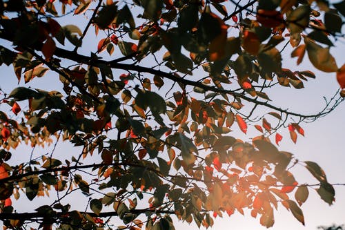 五年級(jí)想象作文再回故鄉(xiāng)