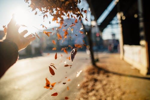 善良的蝴蝶詩歌