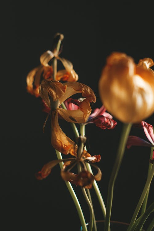 玄幻無敵皇帝召喚不朽圣庭小說主角秦楓章節(jié)閱讀