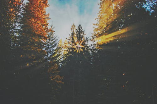 關(guān)于古詩作文合集6篇