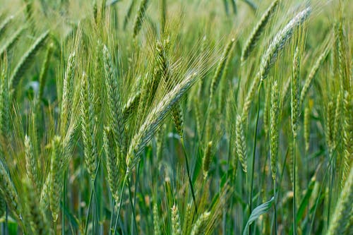 臨江仙·滾滾長江東逝水原文翻譯賞析