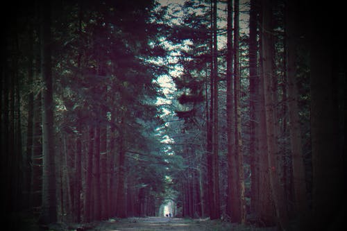 精選詩(shī)句作文3篇