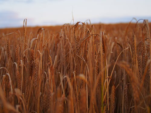 大傻的春天小說(shuō)逆襲張?zhí)鞂殢堈墟氛鹿?jié)閱讀