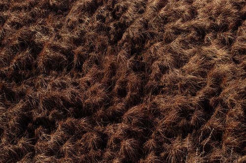 氐州第一波落寒汀賞析及譯文注釋