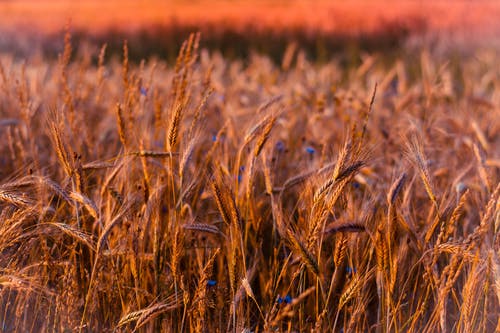 描寫自然景物的詩句