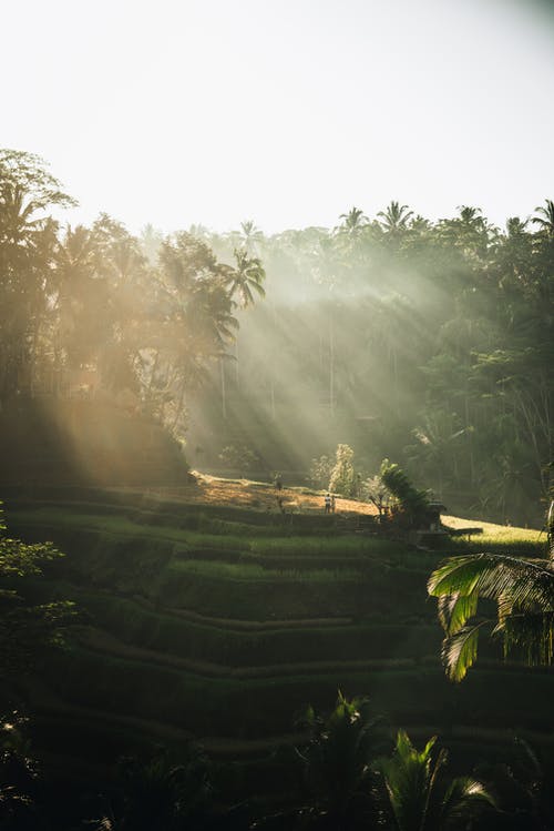 五年級(jí)寫景作文美麗校園