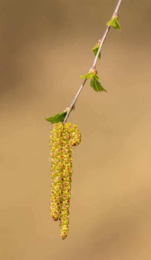 永遇樂·落日熔金原文、翻譯及賞析3篇
