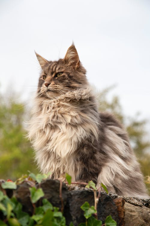 暮秋獨游曲江賞析及譯文注釋