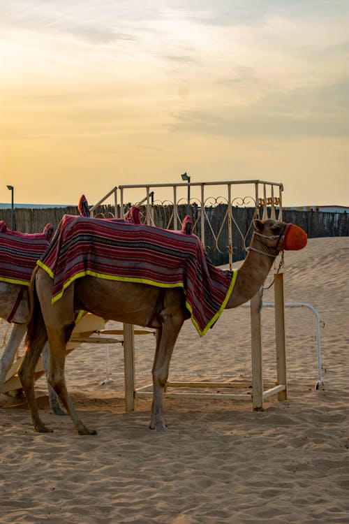 劉克莊《滿江紅和王實之韻送鄭伯昌》賞析 劉克莊《滿江紅和王實之韻送鄭伯昌》賞析