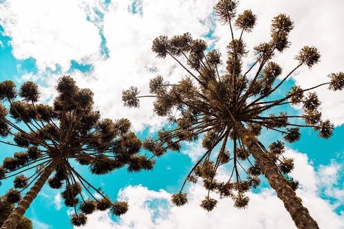 《讀孟嘗君傳》譯文及賞析