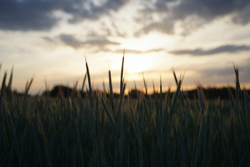 五年級(jí)敘事作文愉快的家務(wù)勞動(dòng)