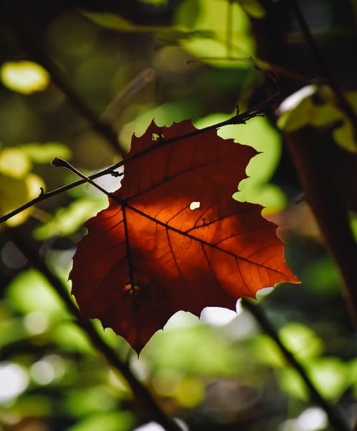 2020年谷雨祝福問候語匯總36句
