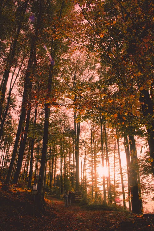 快樂的新年三年級日記（精選5篇）