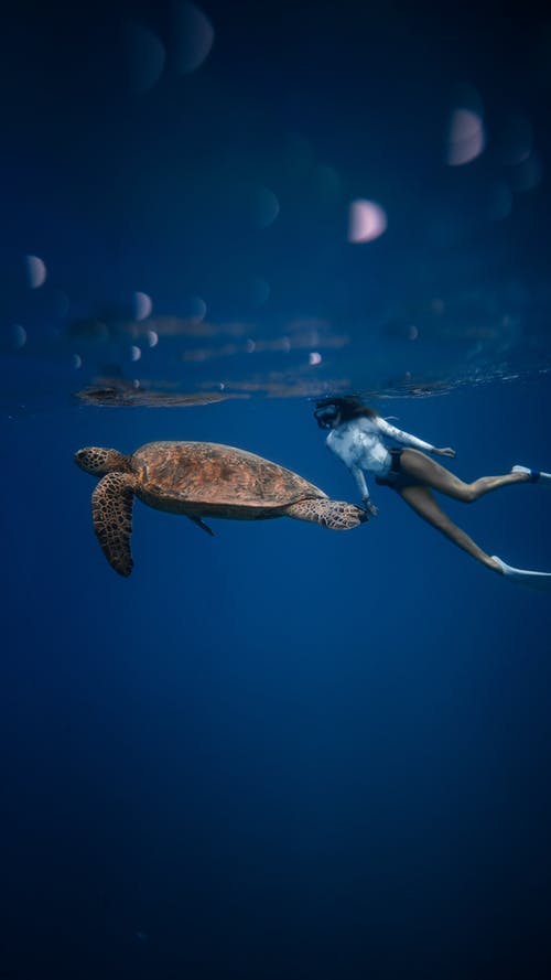 “特”的特別由來