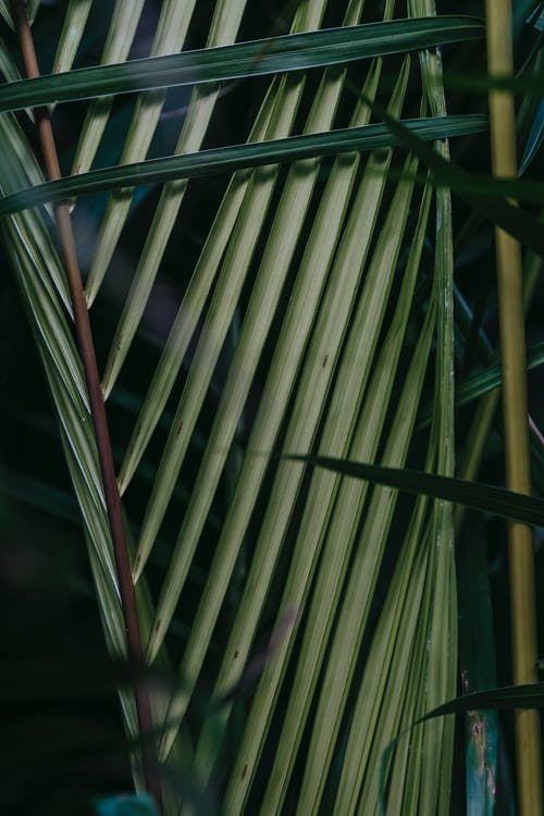 五年級日記有趣的傳話