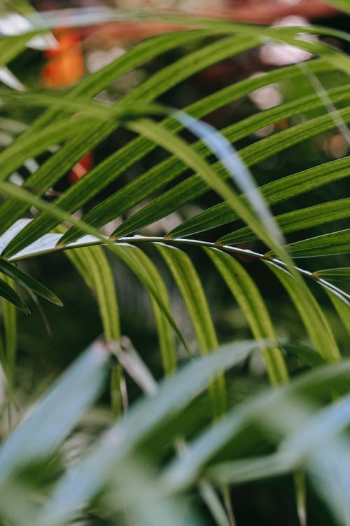 文言文《郢書燕說(shuō)》翻譯及注釋 文言文《郢書燕說(shuō)》翻譯及注釋