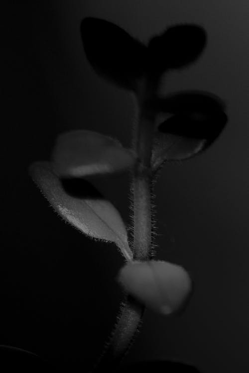 《永遇樂·舟中感舊》譯文及鑒賞