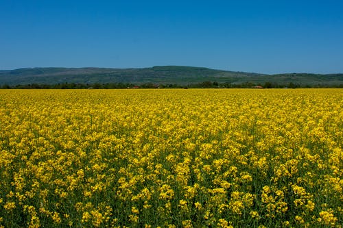 【精選】二年級日記模板6篇