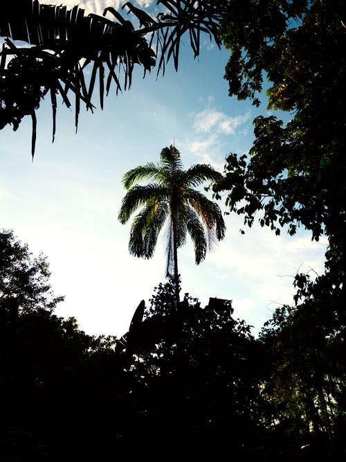 《雙調(diào)水仙子夢(mèng)覺》的原文及賞析