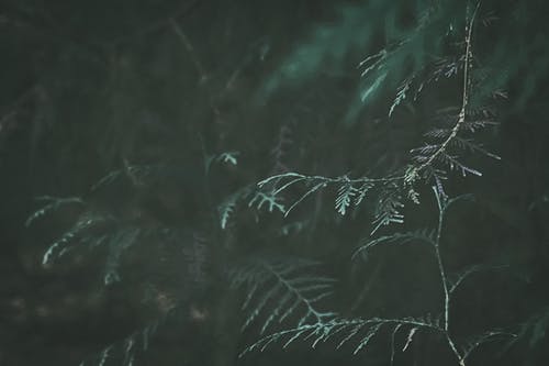 繩妓文言文閱讀的答案 繩妓文言文閱讀的答案