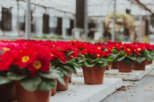 穿越火影之神王傳說(shuō)小說(shuō)夕日秋夕日紅目錄閱讀