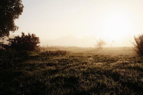 五年級讀后感羚羊木雕讀后感（七）