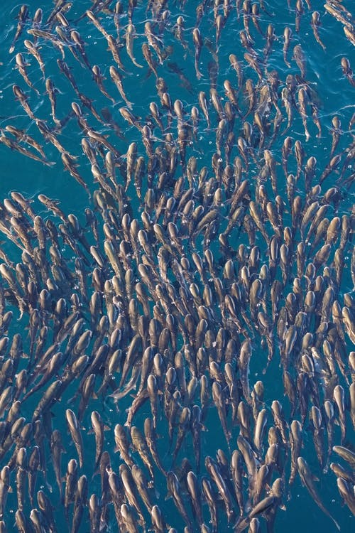 王子敬游園文言文翻譯