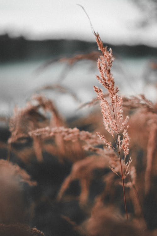 連載中九玄小神醫(yī)小說林楓洛雪凝目錄閱讀