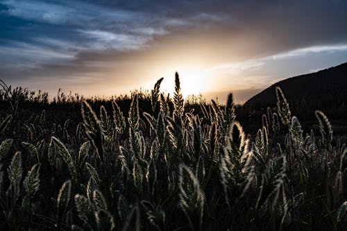 描寫(xiě)春景的詩(shī)句