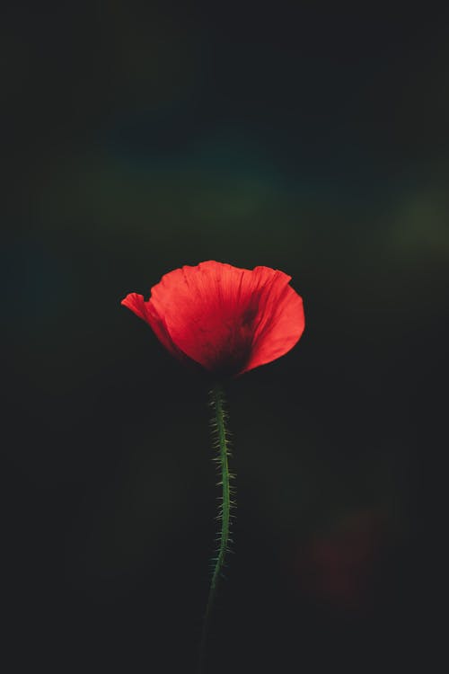 我有一座星魂鎮(zhèn)小說男主黎星無錯(cuò)版章節(jié)閱讀