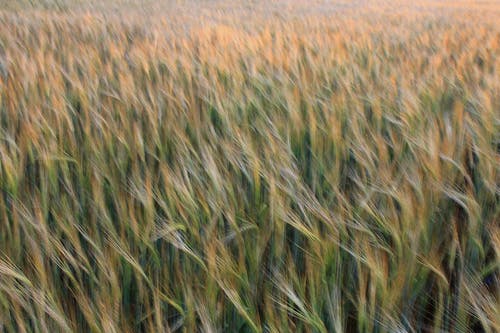 木蘭詩的文言文